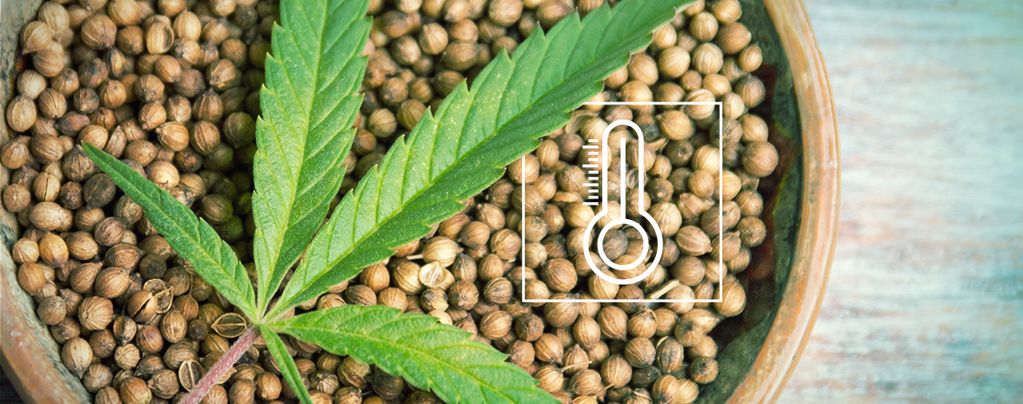 Cannabis Samen Für Den Anbau Im Freien 