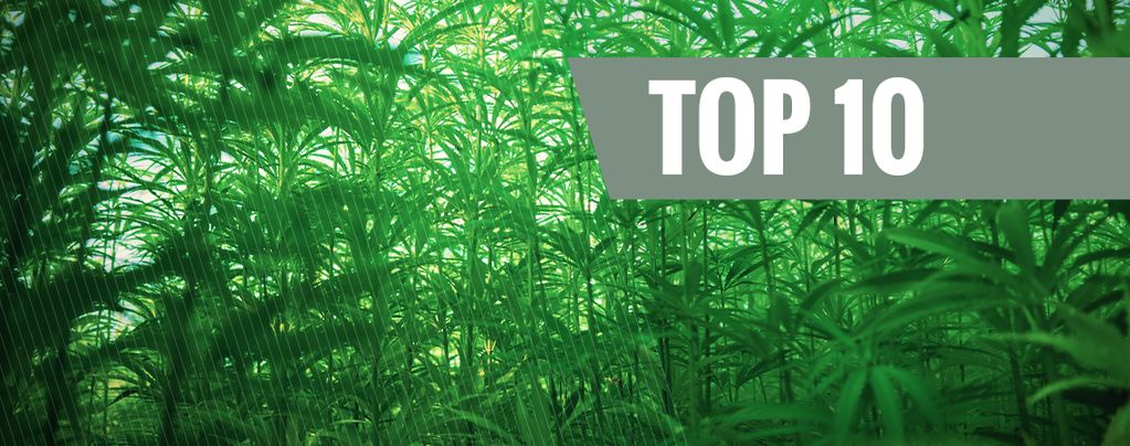Die 10 Größten Cannabissorten