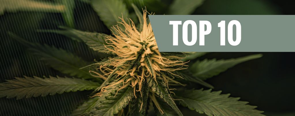 Top 10 Cheese-Cannabissorten