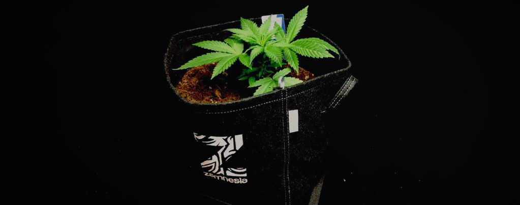 Die Vorteile Von Stofftöpfen Für Den Anbau Von Cannabis