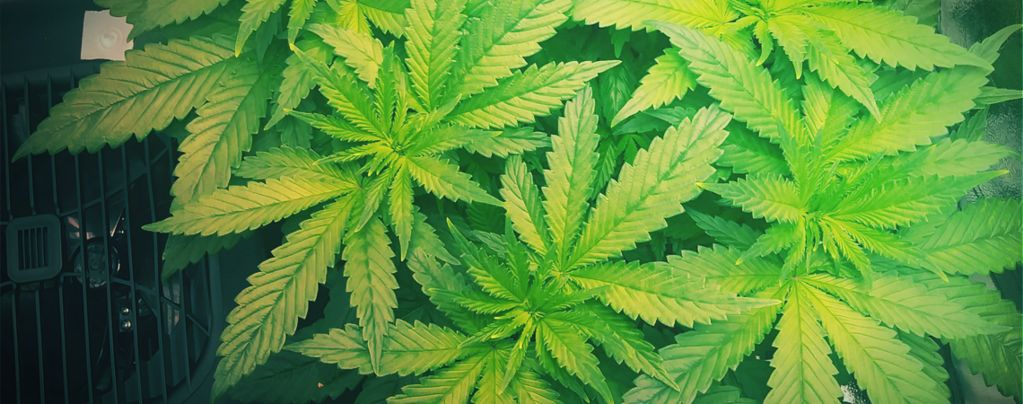 Warum Man Beim Cannabisanbau Einen Luftbefeuchter Einsetzen Sollte