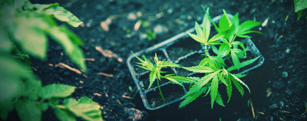 Wie Man Autoflowering Cannabispflanzen Erfolgreich Umtopft