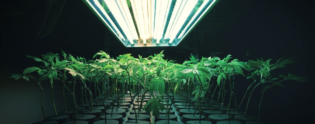 Was Ist Ein Inertes Anbaumedium Beim Anbau Von Cannabis?