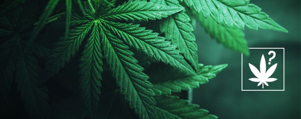 Was Ist Cannabis?