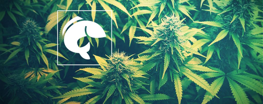 Eine Anleitung Zur Nutzung Von Aquaponik Für Den Cannabisanbau