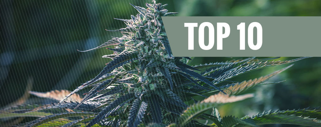 Die 10 Exklusivsten Cannabissorten