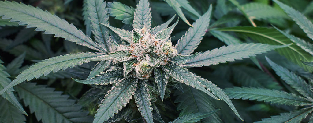7 Faktoren, Die Die Cannabisblüte Beeinflussen Können