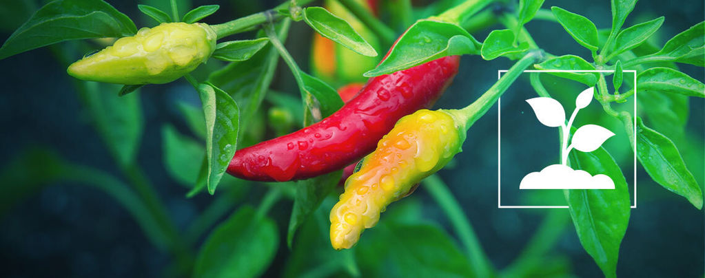 Chilis Anbauen Für Anfänger In 10 Einfachen Schritten 