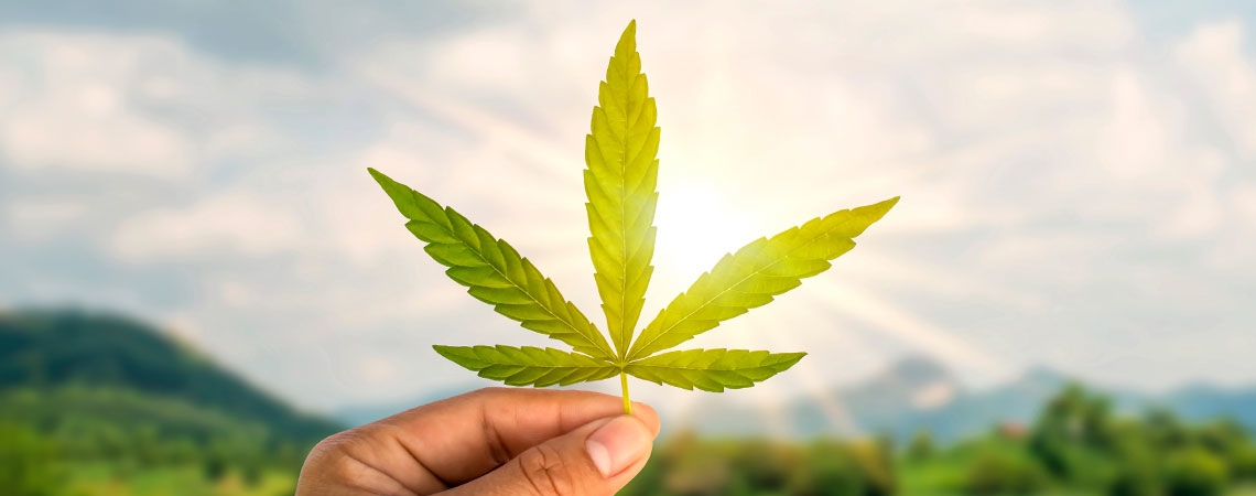 Cannabis Karriere - Finde Deinen 420 Traumjob