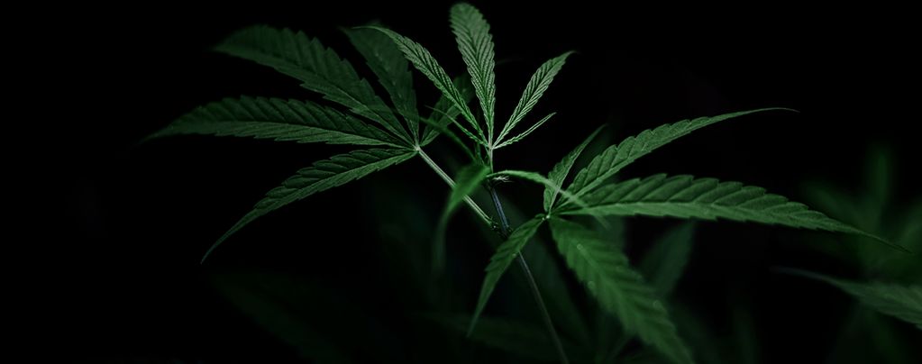 Wie Du Die Blütephase Von Cannabispflanzen Mithilfe Von Lichtentzug Kontrollierst