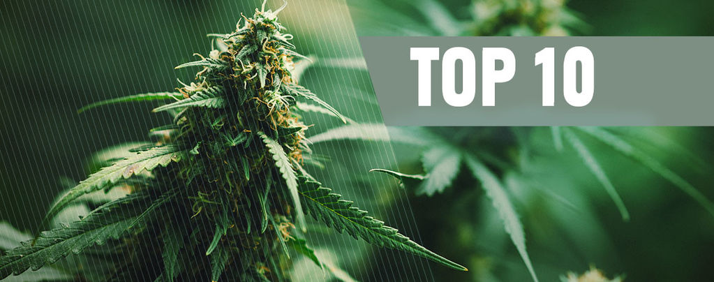 Top 10 Besten Regulären Cannabissamen Von 2021