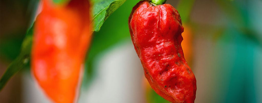 Bhut Jolokia (Ghost Pepper): Wie Man Sie Anbaut Und Nutzt