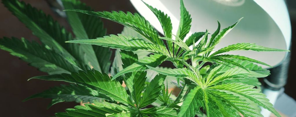 Braucht Man Eine Seitliche Beleuchtung Für Cannabispflanzen?