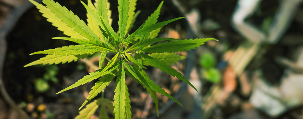 Seltsame Und Wundervolle Cannabismutationen