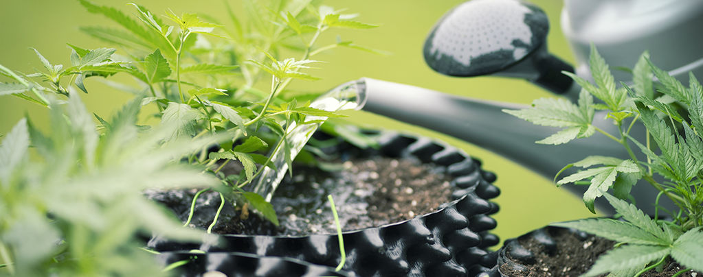 Wie Man Osmosewasser Für Den Anbau Von Cannabis Nutzt
