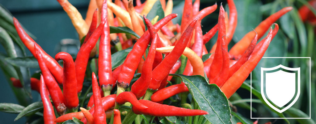 Wie Man Chilipflanzen Abhärtet