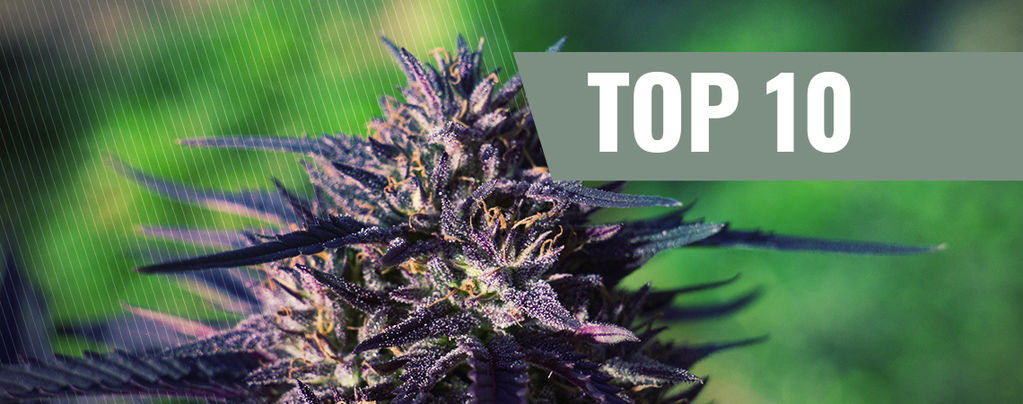 Top 10 Lila Cannabissorten