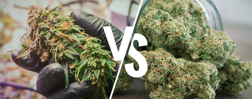 Die Unterschiede Zwischen Rohem Und Decarboxyliertem Cannabis