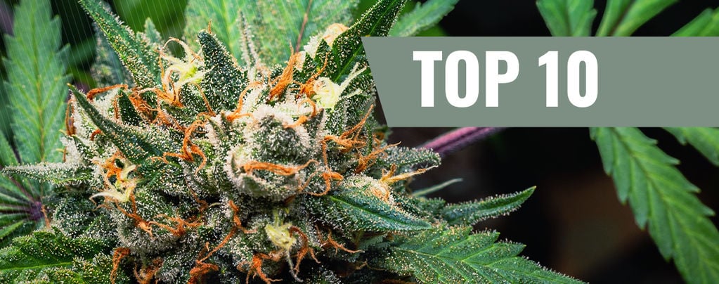 Die Top 10 Cannabissorten, Von Denen Man Keinen Fressflash Bekommt