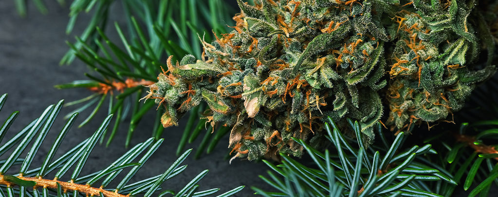Was Ist Pinen In Cannabis?