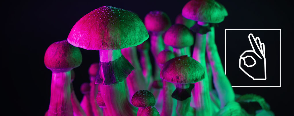 Kann Man Eine Toleranz Gegenüber Magic Mushrooms Aufbauen?
