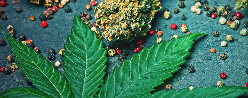 Was Ist Caryophyllen In Cannabis?