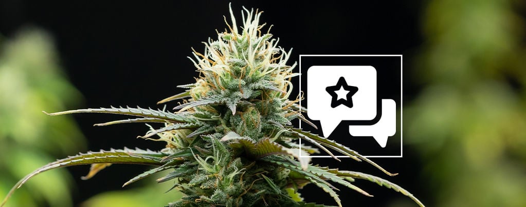 Cannabissorte Zamnesia X: Bewertung & Information