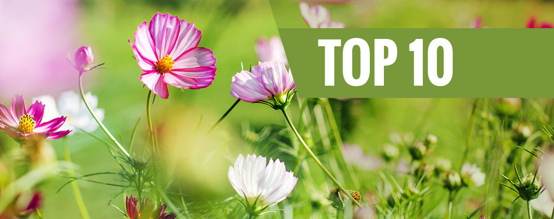 Die 10 Besten Blumen Für Eine Aussaat Im Frühling