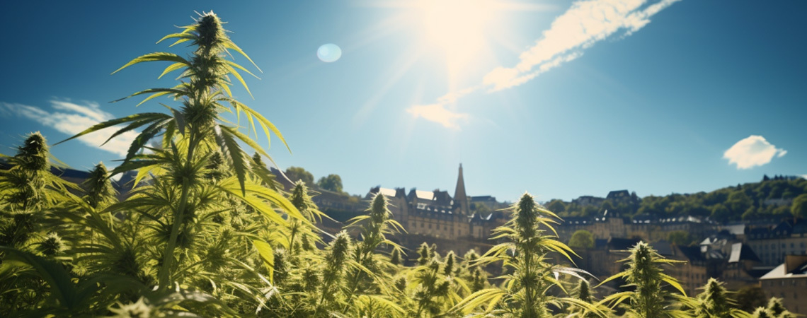 Luxemburg Legalisiert Cannabis Als Genussmittel