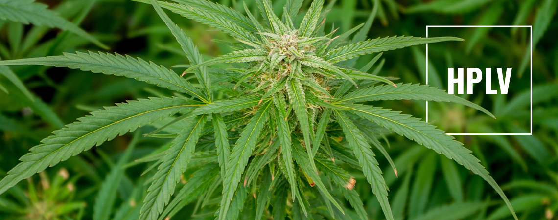 Zum Verständnis Von HpLVd In Cannabis: Risiken Und Vorsorgemaßnahmen
