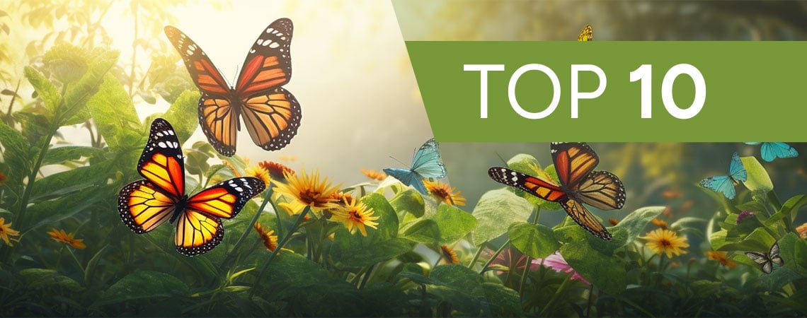 Die 10 Besten Pflanzen Für Schmetterlinge