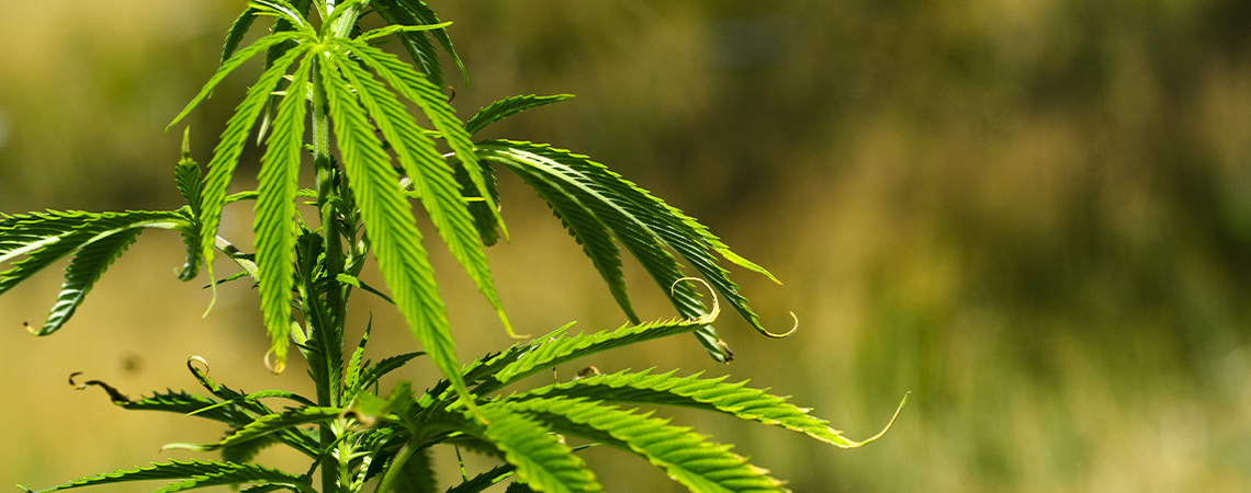 Auf- Und Abwärtskräuseln Von Cannabisblättern Beheben