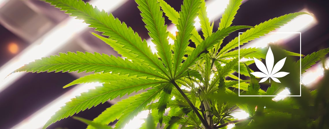 Sind LEC-lampen Für Den Cannabisanbau Geeignet?