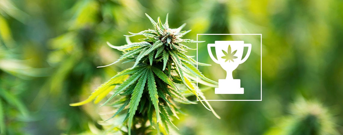 9 Cannabis-Weltrekorde