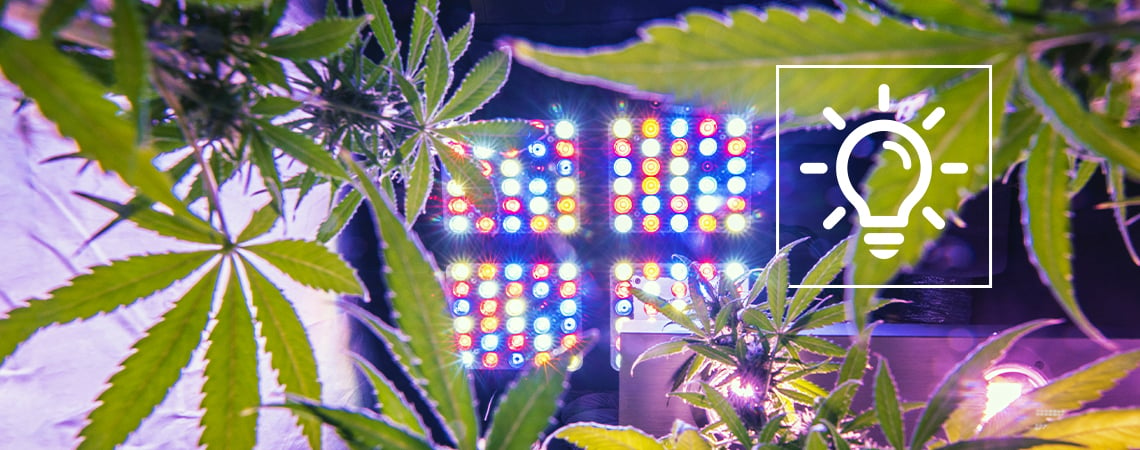 Aufregende Cannabisanbautechnologie Im Jahr 2024