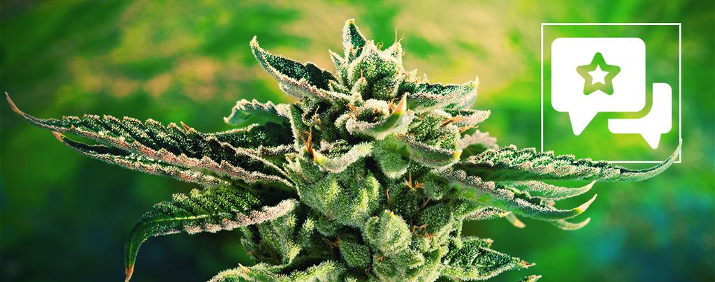 Blue Cheese (Royal Queen Seeds) feminisiert