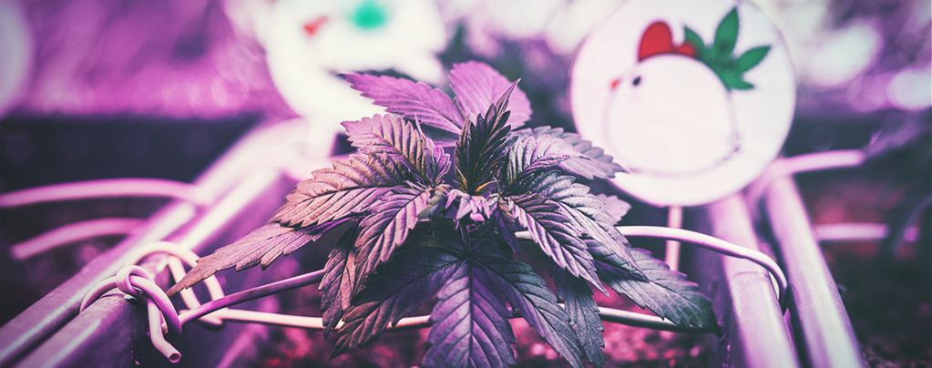 Der Optimale Abstand Zwischen Anbaulampen Und Cannabispflanzen