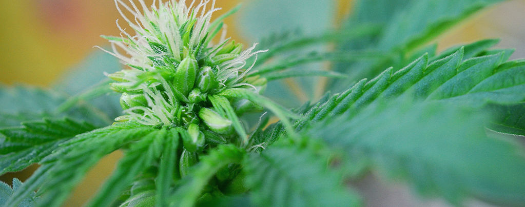 Wie Man Männliche Und Zwittrige Cannabispflanzen Frühzeitig Erkennt