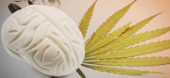 Wirkung Cannabis Gehirn