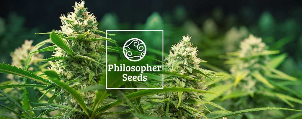 Autoflowering Samen Philosopher Seeds