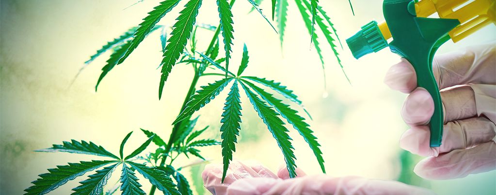 Wie Und Wann Man Eine Blattdüngung Bei Cannabispflanzen Anwendet