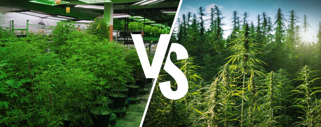 Im Grow Room vs Im Freien Cannabis