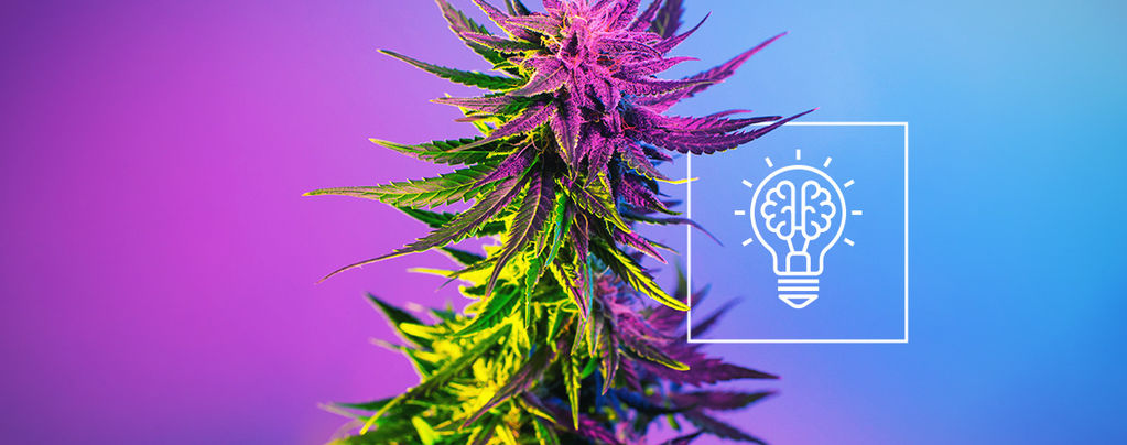 Macht Cannabis Dich Kreativer?