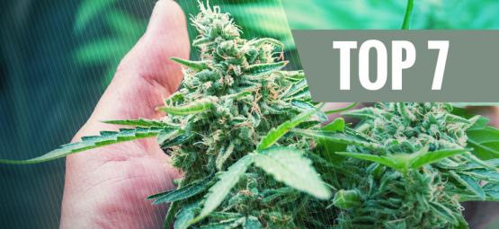 7 Der Häufigen Ursachen, Die Deine Cannabispflanze Stressen 
