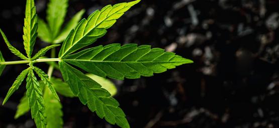 Wie Man Humin- Und Fulvinsäure Bei Cannabispflanzen Anwendet