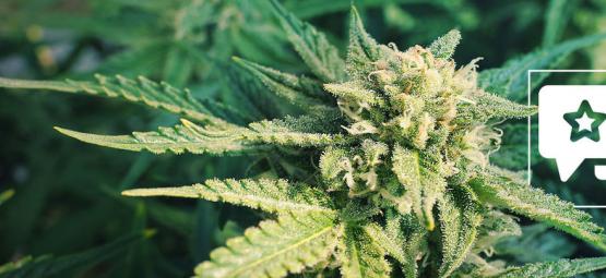 Cannabissorte Blueberry: Rezension Und Informationen