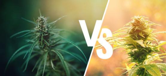 Was Ist Der Unterschied Zwischen Cannabis Und Hanf
