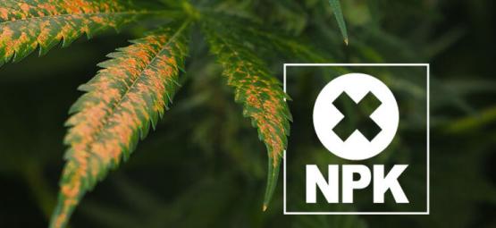 Was Ist Eine Cannabis-Nährstoffsperre Und Wie Behebt Man Sie?