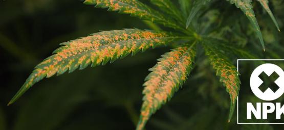 Wie Man Eine Cannabis-Nährstoffsperre Erkennt Und Behandelt