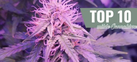 Top 10 Milde Cannabissorten